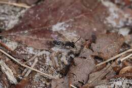 Image of Bradley's Andrena