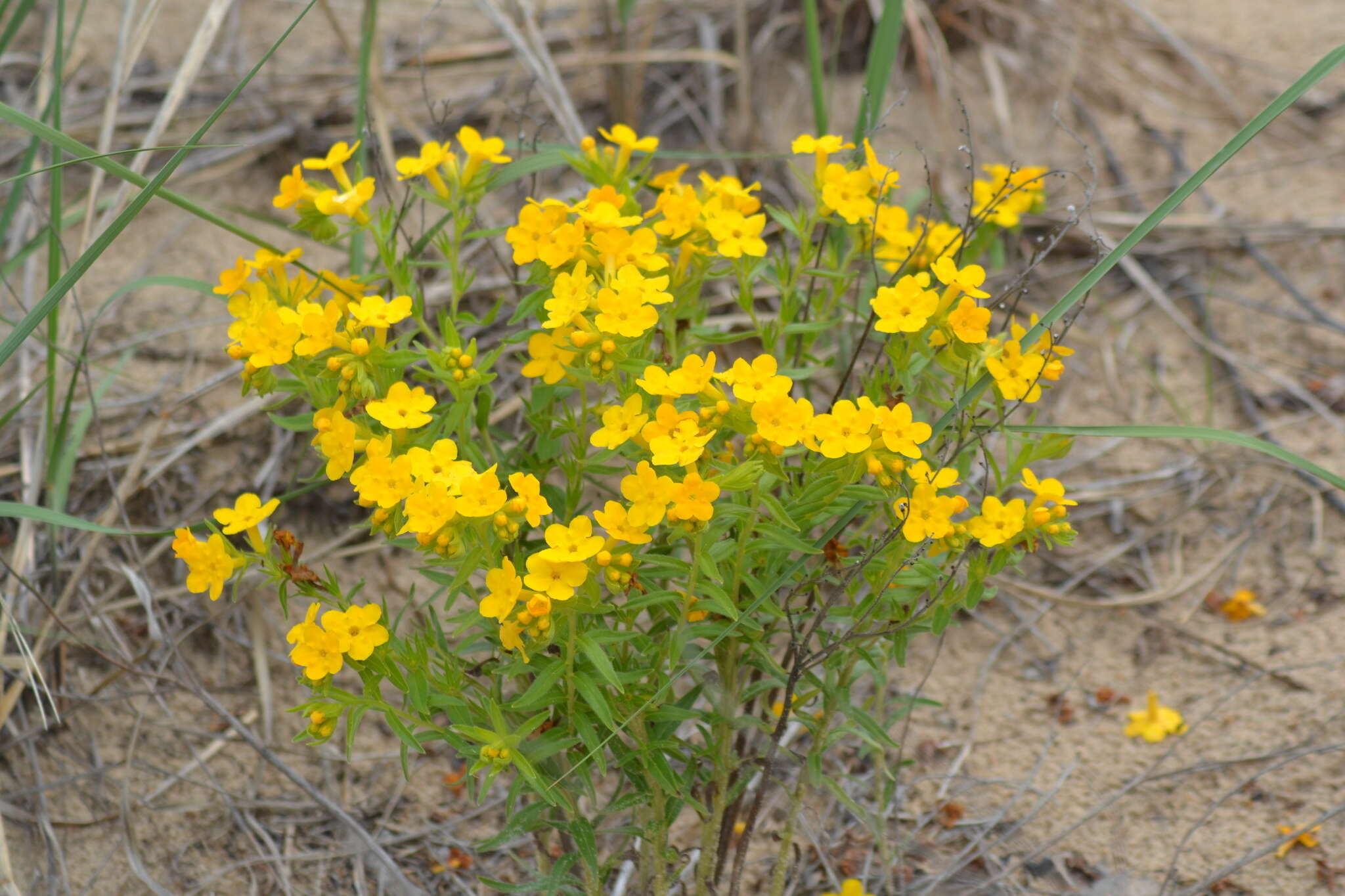 Image of Carolina puccoon