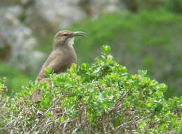 Слика од Toxostoma Wagler 1831