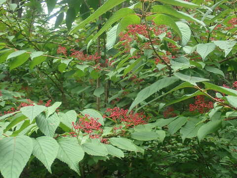 Image of Viburnum plicatum var. tomentosum (Thunb. ex Murray) Miq.