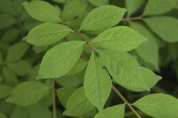 Image of Euonymus alatus subsp. sacrosancta (Koidz) Vorosh.