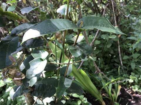 صورة Lauridia tetragona (L. fil.) R. H. Archer