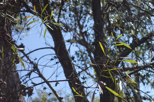 Image of Hakea eriantha R. Br.