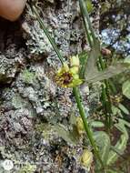 Image de Passiflora allantophylla Mast. ex J. D. Smith