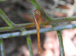 Image of Coral-tailed Cloud Wing