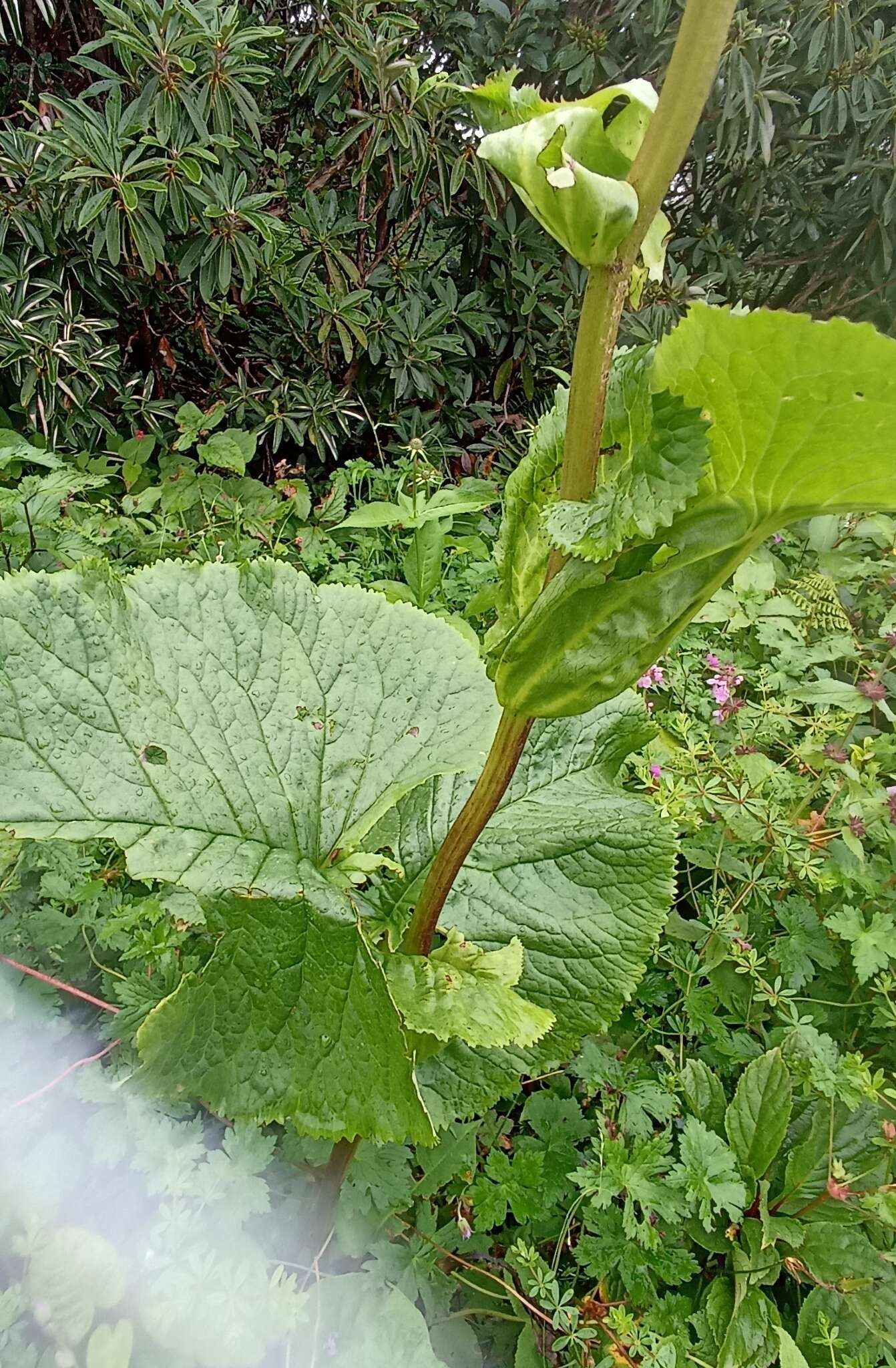 Image of Ligularia amplexicaulis (Wall.) DC.