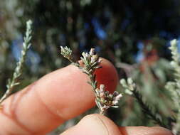 Image of Helichrysum asperum (Thunb.) Hilliard & Burtt