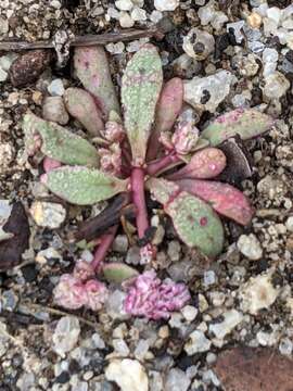 Image of Mariposa pussypaws