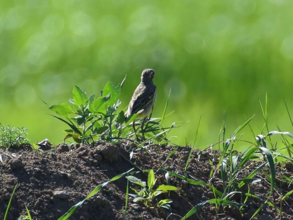 Image of Western Yellow Wagtail