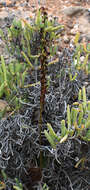 Image of Holothrix grandiflora (Sond.) Rchb. fil.