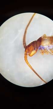 Image de Lithobius pilicornis Newport 1844