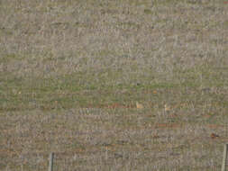 Image of Black-bellied Sandgrouse