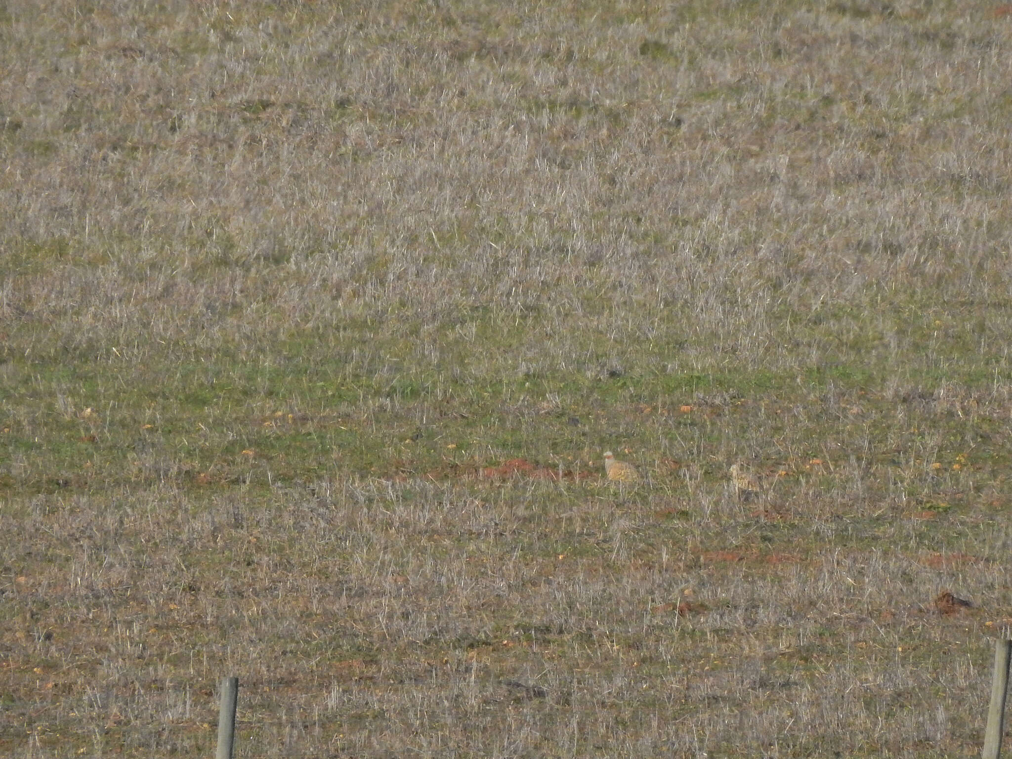 Image of Black-bellied Sandgrouse