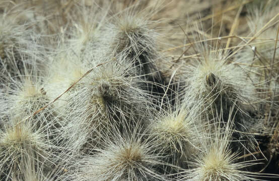 Image of Echinocereus longisetus (Engelm.) Rümpler