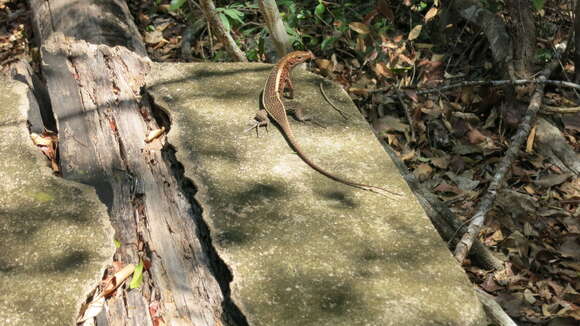 Image of western Girdled Lizard