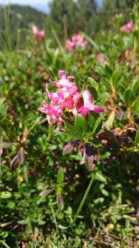 Image of Hairy Alpenrose