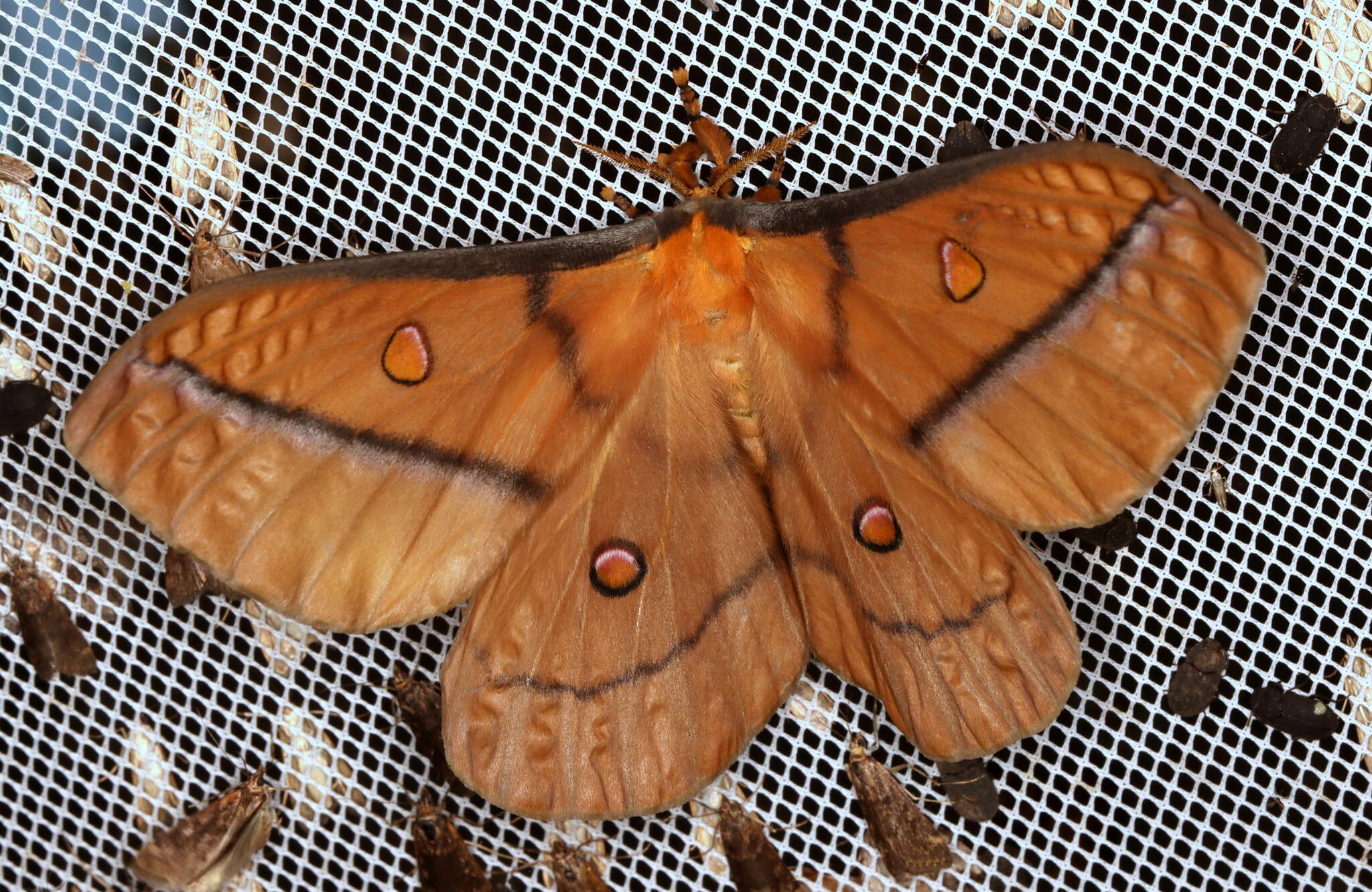 Image of Opodiphthera astrophela Walker 1855