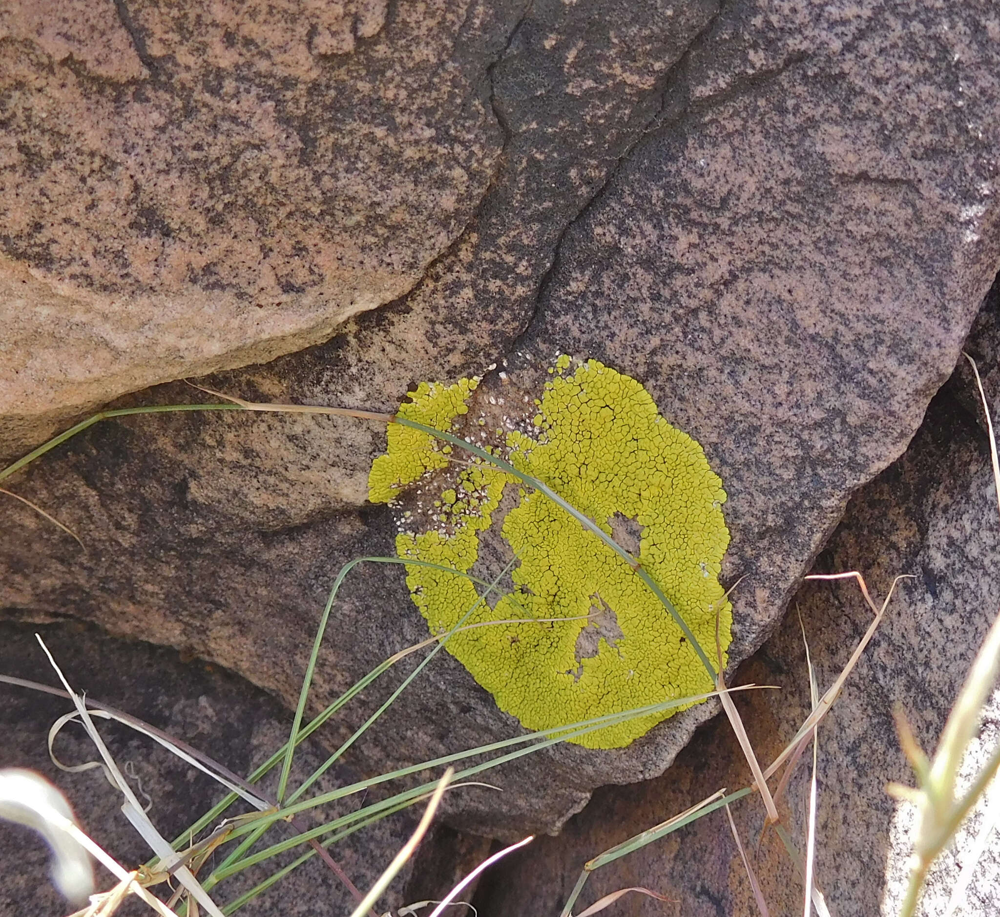 Image of Gold cobblestone lichen