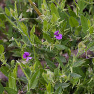 Plancia ëd Psoralea monophylla (L.) C. H. Stirt.