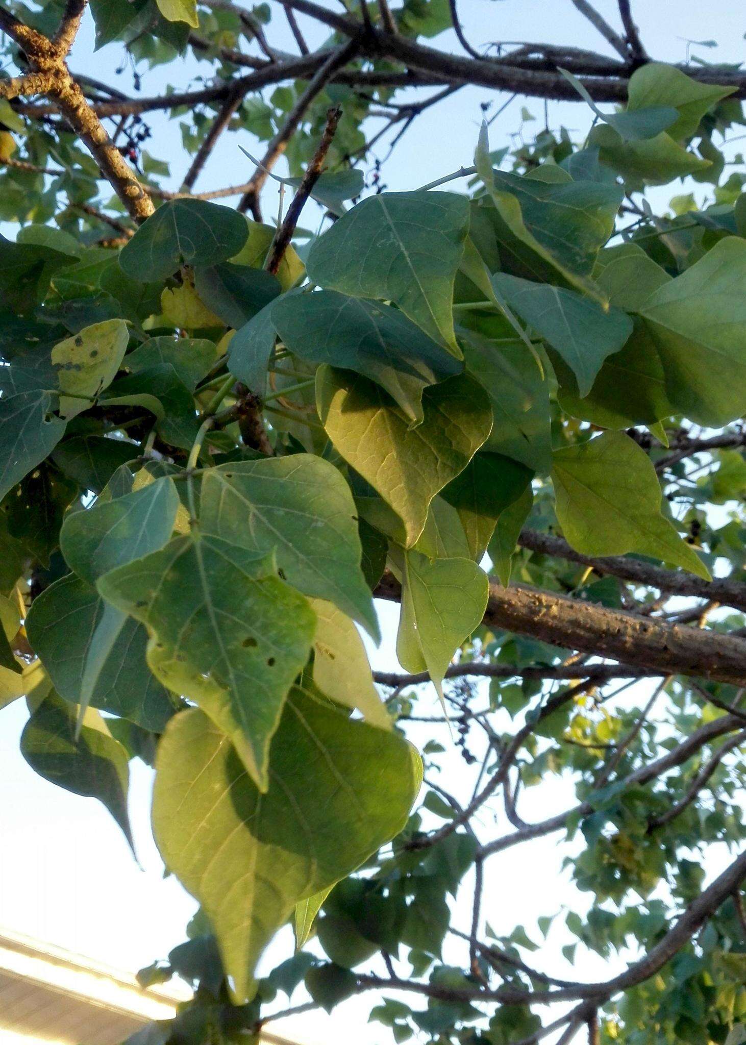 Image of Common Coral tree