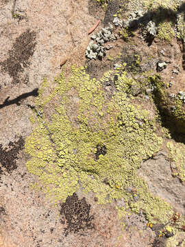 Image of cracked lichen