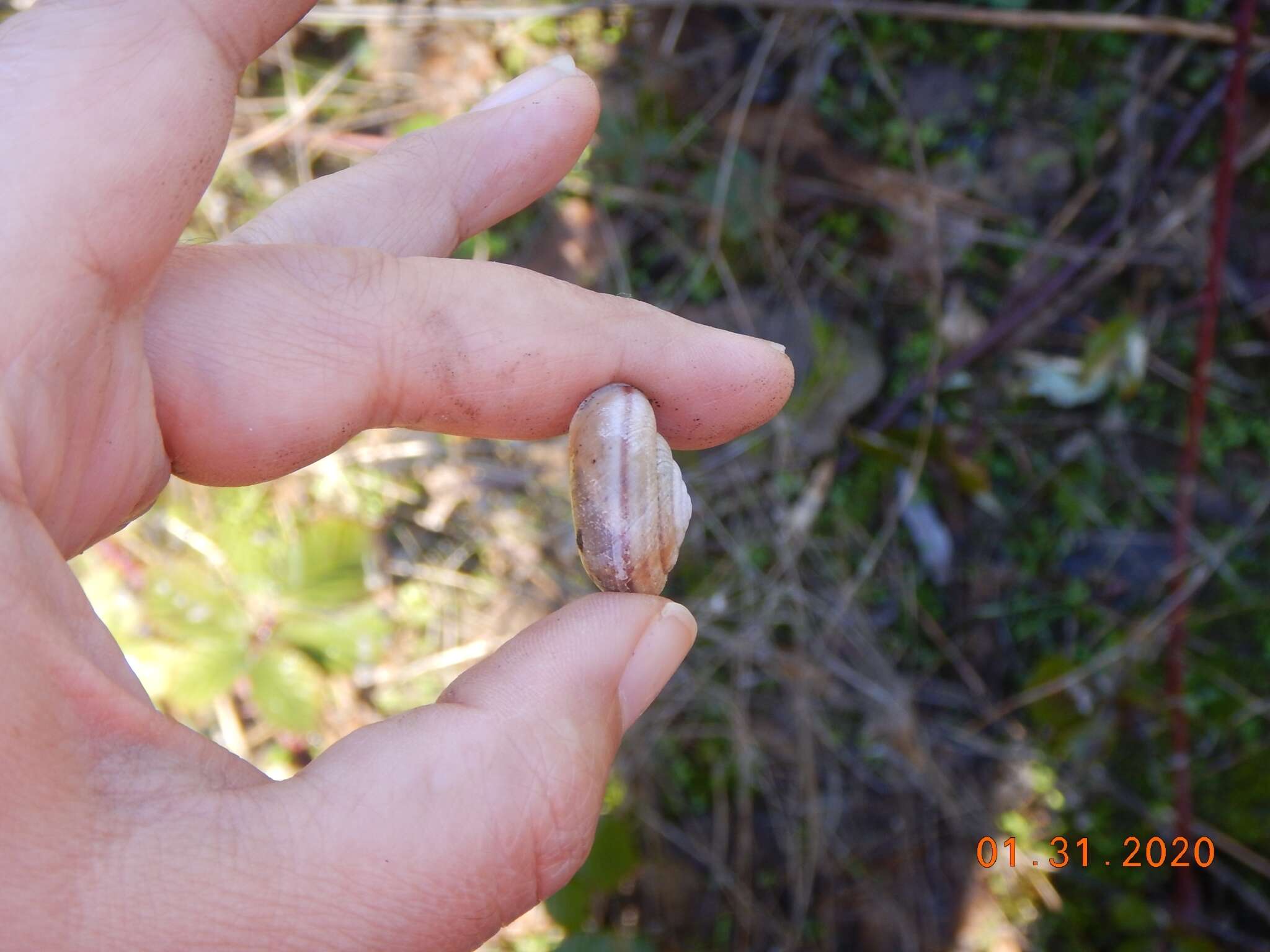 Image of <i>Monadenia troglodytes</i> Hanna & A. G. Smith 1933