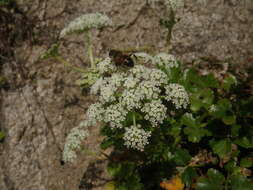 Слика од Kitagawia litoralis (Vorosch. & Gorovoi) M. G. Pimenov