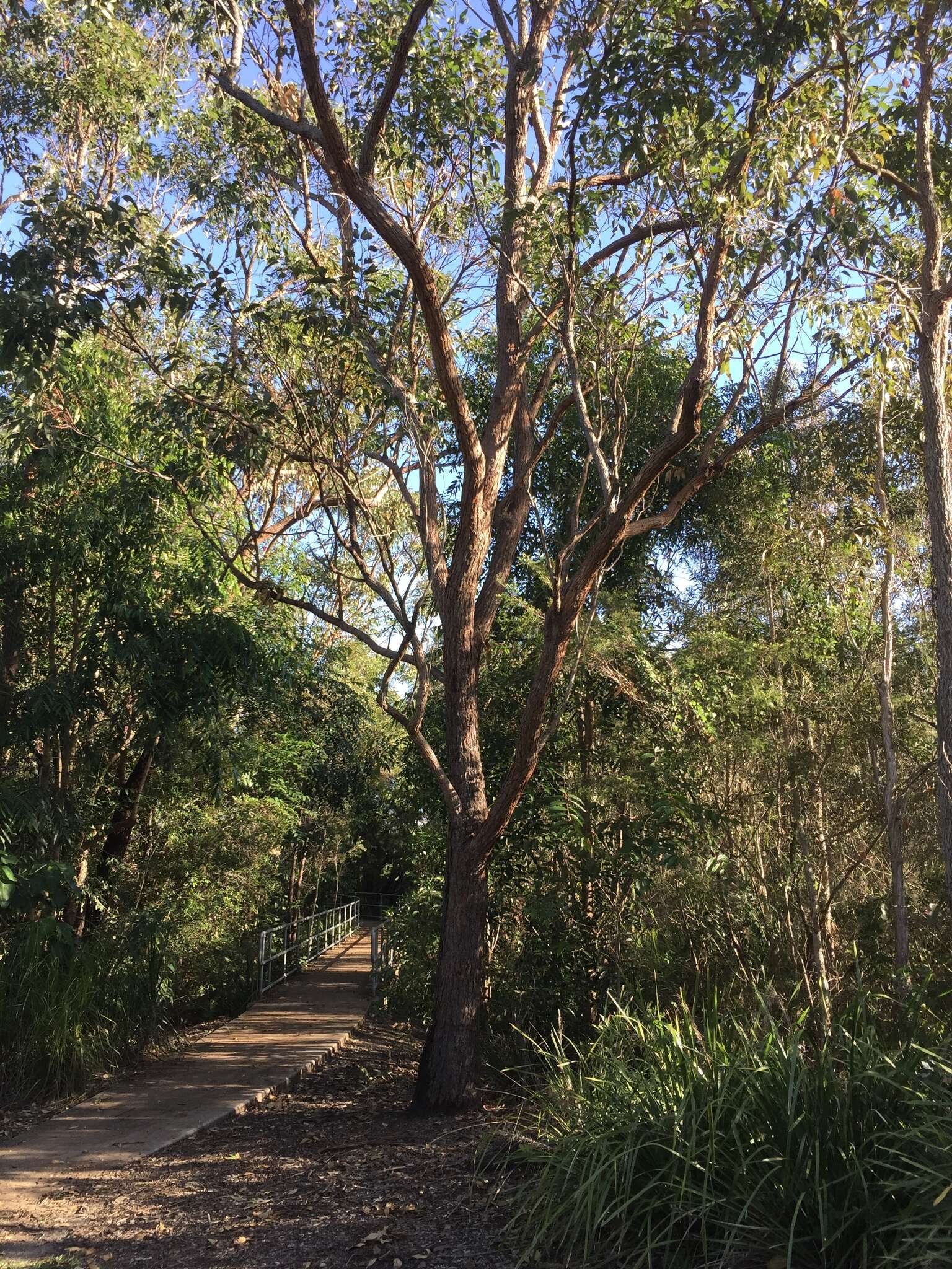 Imagem de Eucalyptus robusta Sm.