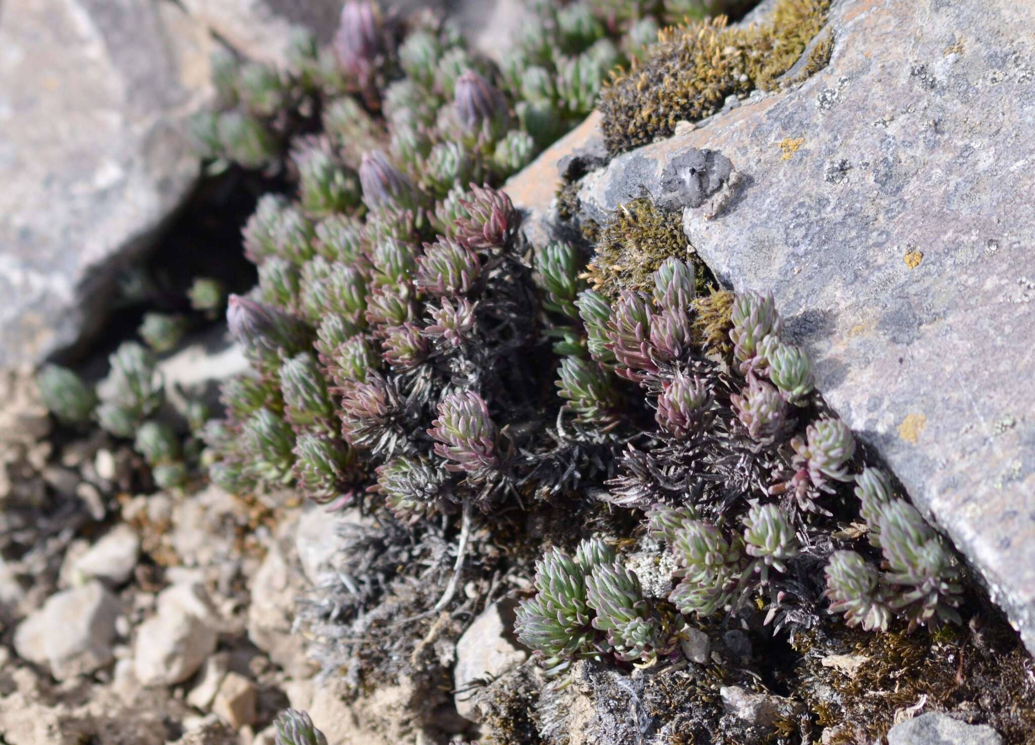 Image of Xenophyllum ciliolatum (A. Gray) V. A. Funk