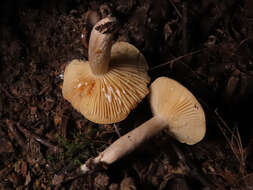 Image of Lactarius pyrogalus (Bull.) Fr. 1838