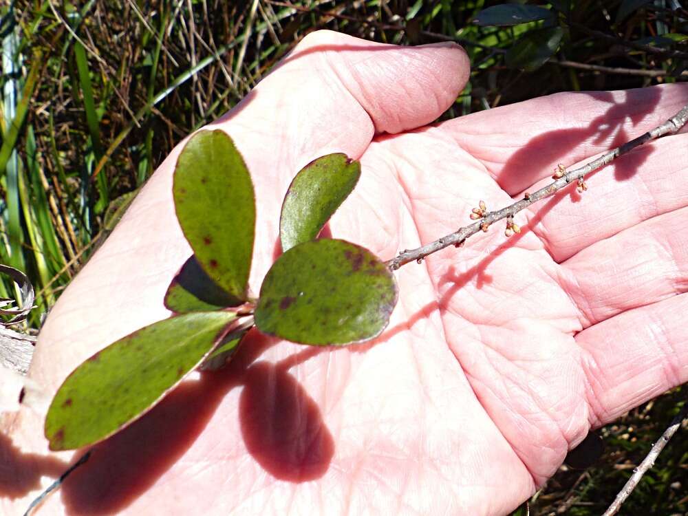 Image of Myrsine montana (Hook. fil.) Hook. fil.