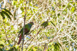 Image of Blue-throated Parakeet