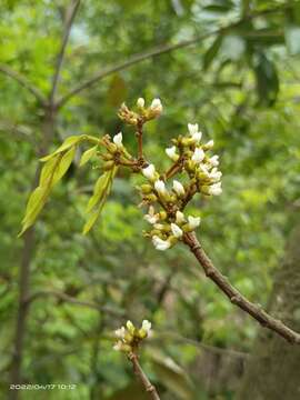 Image of Dalbergia hancei Benth.