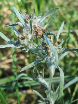 Image of Low cudweed