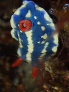 Image de Hypselodoris festiva (A. Adams 1861)