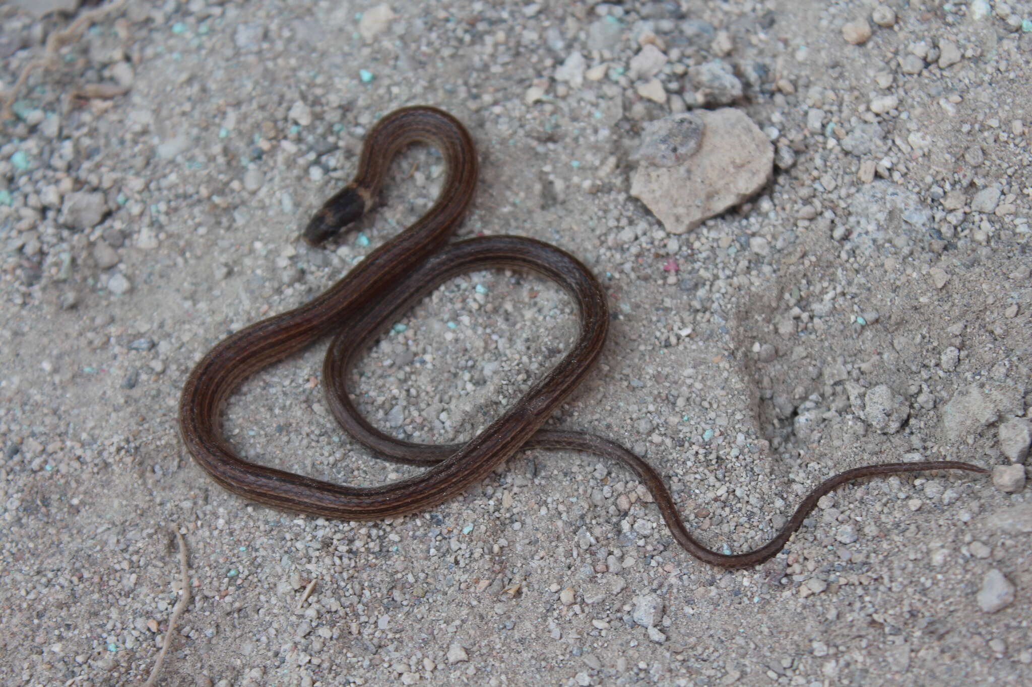 Image of Kinkelin Graceful Brown Snake