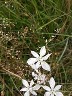 Image of Moraea viscaria (L. fil.) Ker Gawl.