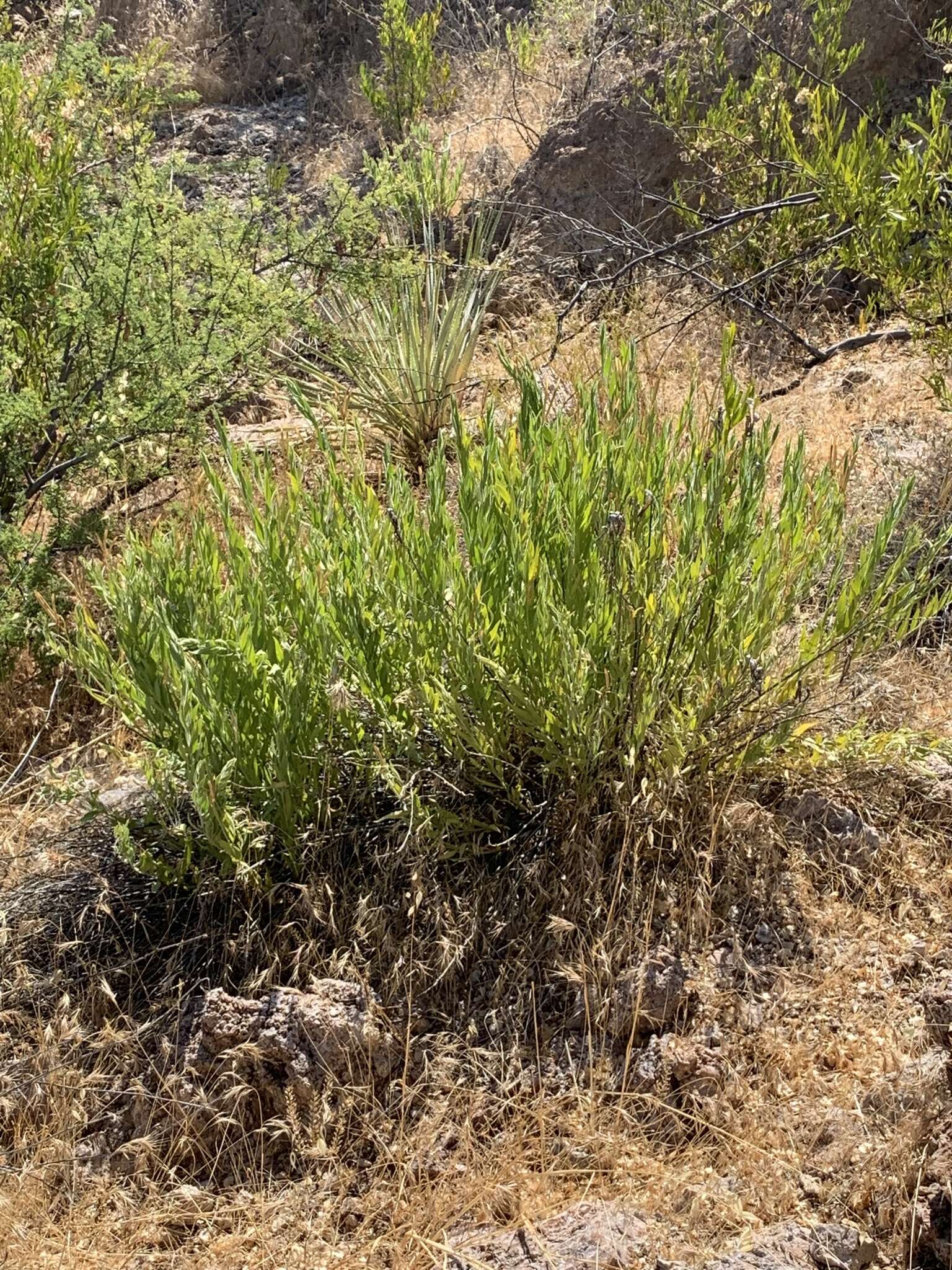 Plancia ëd Amsonia palmeri A. Gray