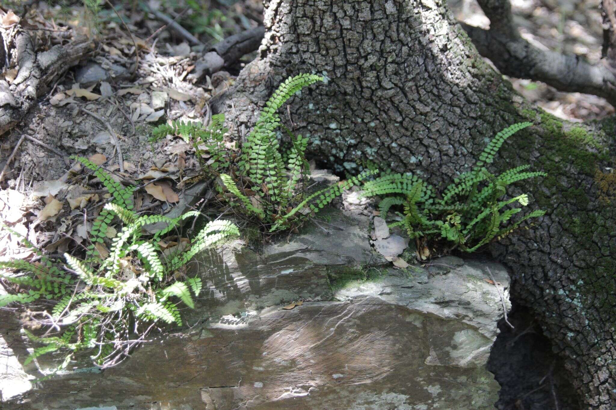 Image of maidenhair spleenwort