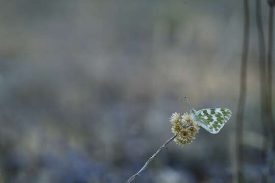 Image of Bath White