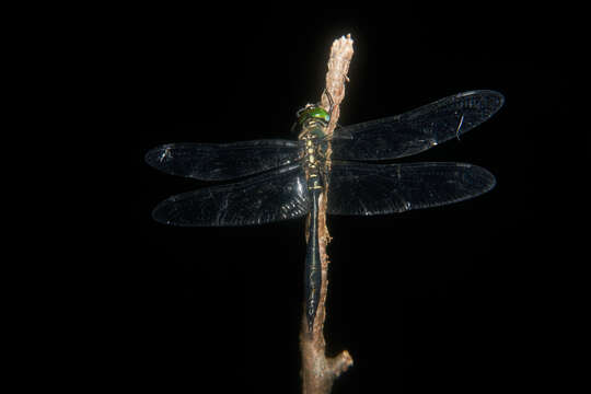 Image of Somatochlora clavata Oguma 1913