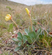 Oenothera macrocarpa subsp. incana (A. Gray) W. L. Wagner resmi