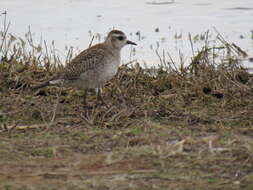 Image of American Golden Plover