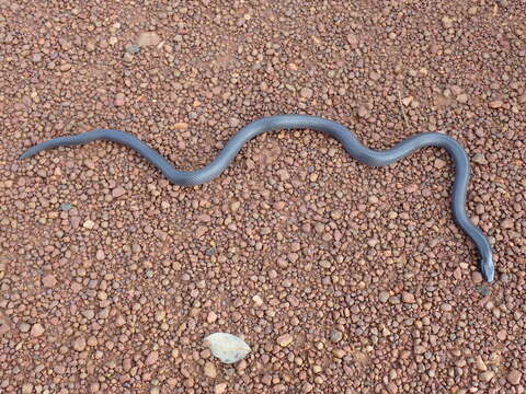 Image of Eastern Congo Burrowing Asp