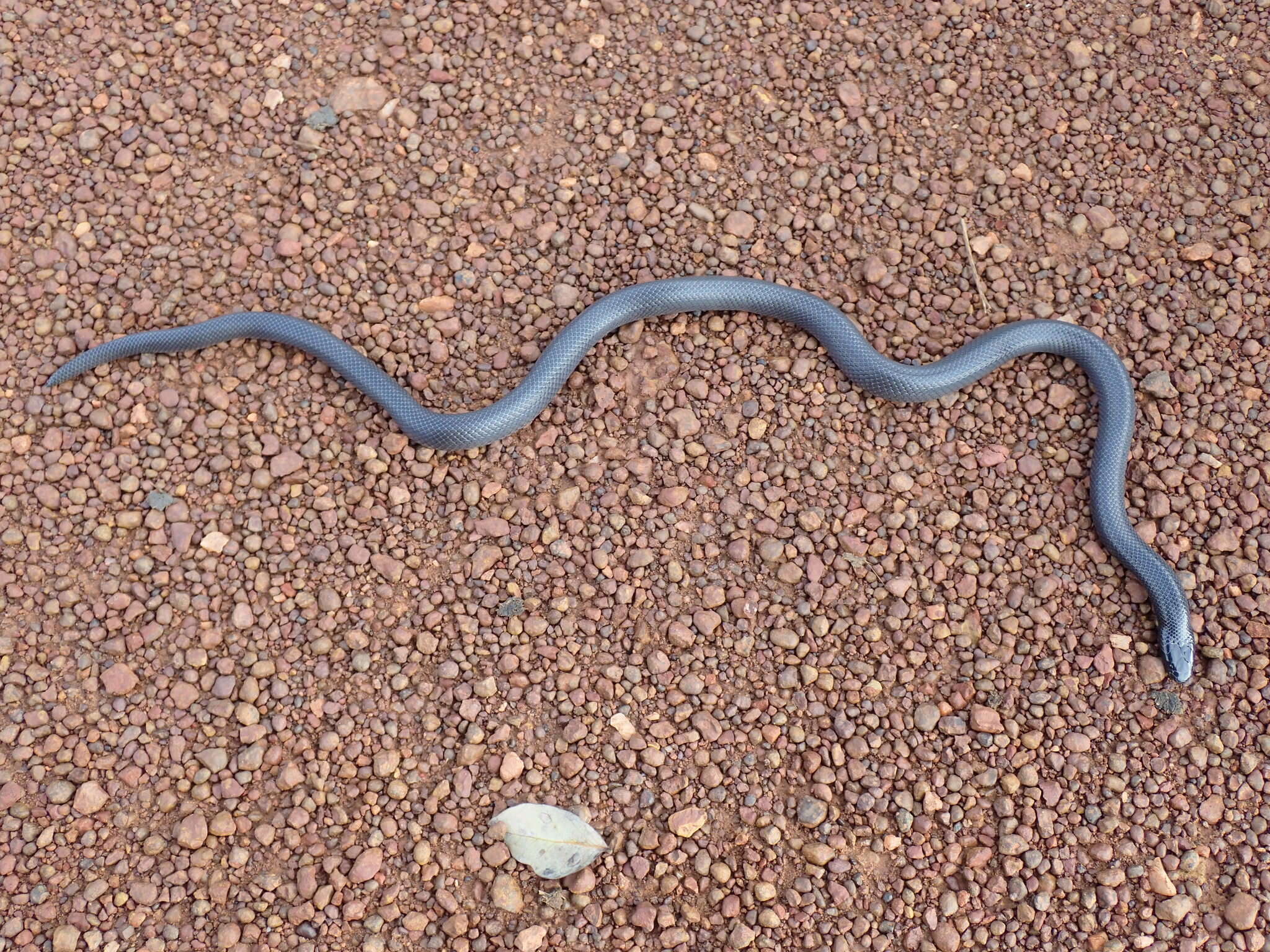 Image of Eastern Congo Burrowing Asp