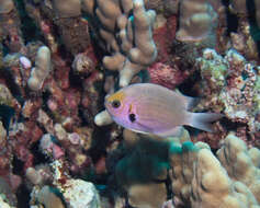 Image of Agile chromis