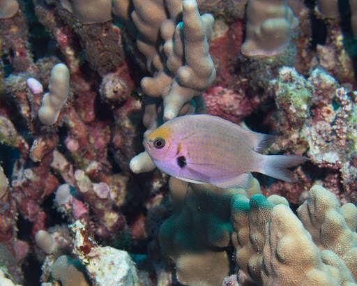 Слика од Pycnochromis pacifica (Allen & Erdmann 2020)