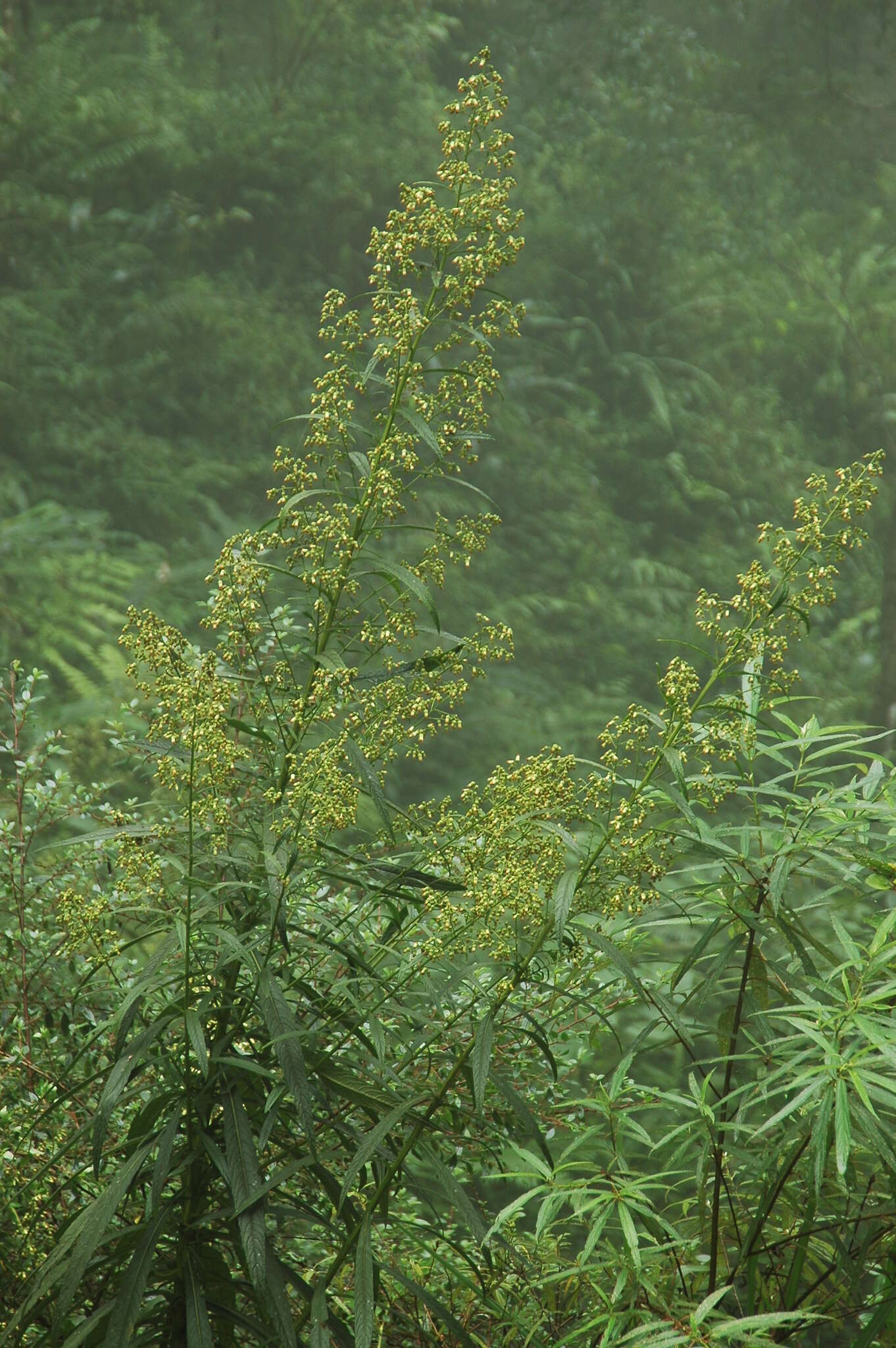 Слика од Blumea linearis C. I. Peng & W. P. Leu