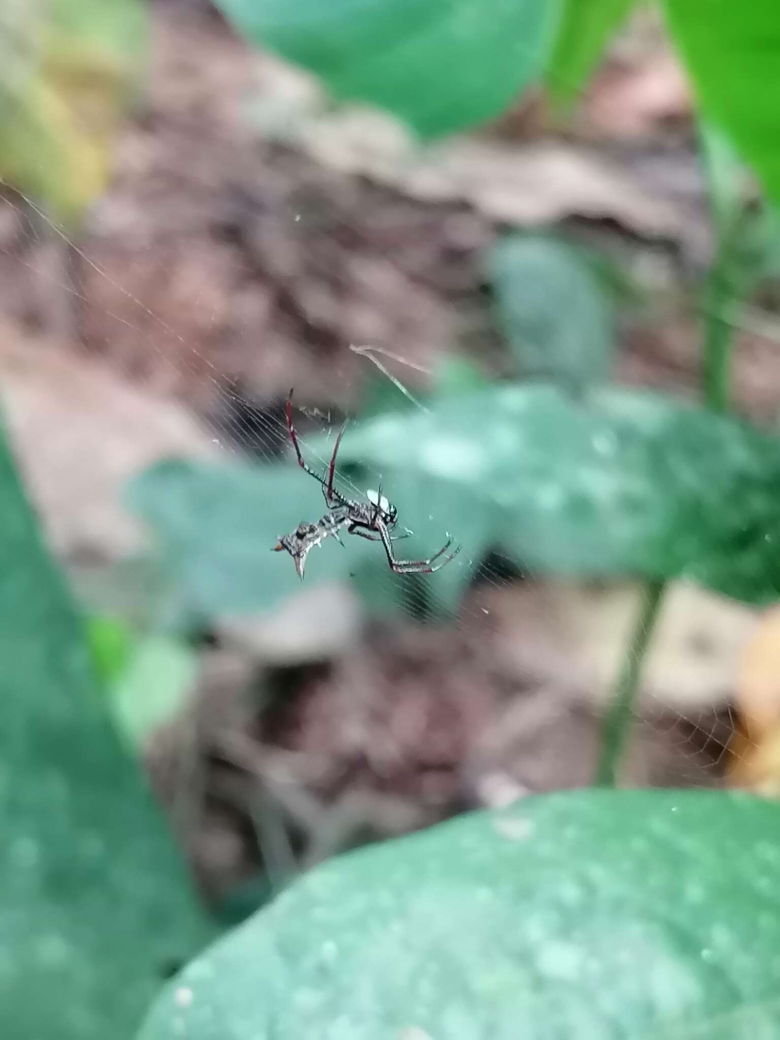 Image of Micrathena balzapamba Levi 1985