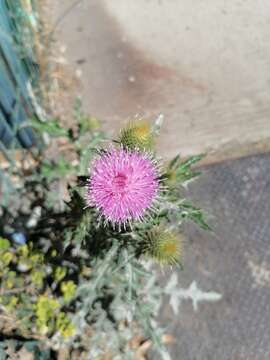 Image of Cirsium rhaphilepis (Hemsl.) Petr.